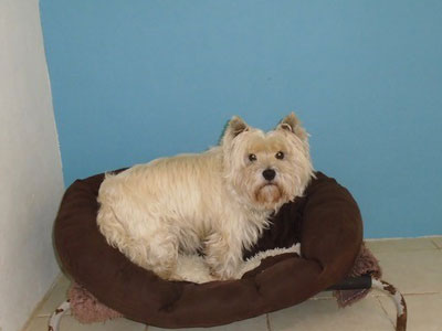 Towsers Kennels comfortable bedrooms